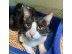 Adopt Jaime a Domestic Shorthair / Mixed cat in Fresno, CA (37883310)