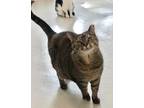 Adopt Munchie a Domestic Shorthair / Mixed (short coat) cat in Bourbonnais