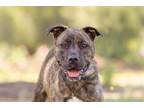 Adopt Mars a American Pit Bull Terrier / Mixed dog in Escondido, CA (37873678)