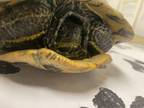 Adopt Mud Face a Turtle - Water reptile, amphibian, and/or fish in El Cajon