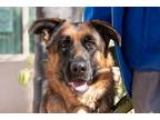 Adopt Duran Duran a German Shepherd Dog / Mixed dog in San Diego, CA (37873126)