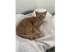 Adopt Penny 2 a Domestic Shorthair / Mixed (short coat) cat in Bourbonnais