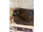 Adopt Smokey 2 a Domestic Shorthair / Mixed (short coat) cat in Bourbonnais