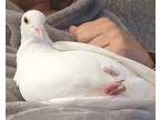 Adopt Suki a White Pigeon bird in San Francisco, CA (37500505)