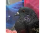 Adopt Ferris w/ Davy a Black Pigeon bird in San Francisco, CA (37998323)