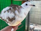 Adopt Lume a Dove bird in San Francisco, CA (37848401)