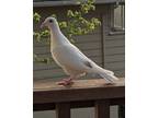 Adopt Nancy a White Pigeon bird in San Francisco, CA (37914408)