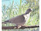 Adopt Kaz w/ Big Boss a Dove bird in San Francisco, CA (37848400)