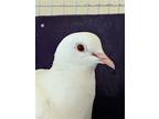 Adopt Rhoda a White Dove bird in San Francisco, CA (37848403)