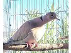 Adopt Big Boss w/ Kaz a Dove bird in San Francisco, CA (37848399)