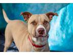 Adopt Boogie a American Staffordshire Terrier