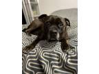 Adopt ARCHIE TOTORO! ADOPT OR FOREVER FOSTER! a Staffordshire Bull Terrier