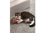 Adopt Princess a Gray, Blue or Silver Tabby Domestic Shorthair / Mixed (short