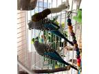 Adopt Hobbs and Shaw a Blue Parakeet - Other bird in Aurora, IL (37813254)