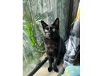 Adopt Magda a All Black Domestic Shorthair / Mixed (short coat) cat in Los