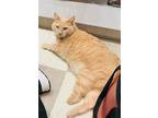 Adopt Pirate a Orange or Red Domestic Shorthair / Mixed (short coat) cat in Los