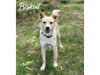 Adopt Biskuit a Mixed Breed (Medium) / Mixed dog in Topeka, KS (37942115)