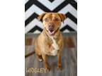 Adopt Wrigley a Pit Bull Terrier / Mixed dog in Topeka, KS (37810451)
