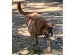 Adopt Ginger a Red/Golden/Orange/Chestnut Chesapeake Bay Retriever / Mixed dog