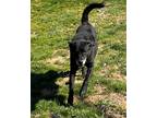 Adopt Blackie a Black Labrador Retriever / Mixed dog in Columbia, MD (38039527)