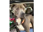 Adopt Nico a Brown/Chocolate - with White American Pit Bull Terrier / Mixed dog