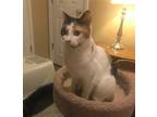 Adopt Channing a Calico or Dilute Calico Domestic Shorthair / Mixed (short coat)