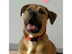Adopt Paco a Pit Bull Terrier, Boxer