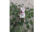 Adopt Camille a Tan/Yellow/Fawn - with White Pit Bull Terrier / Mixed dog in
