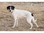Adopt Bonnie a White - with Brown or Chocolate Treeing Walker Coonhound /