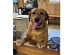 Adopt Shirley a Tan/Yellow/Fawn Labrador Retriever / Mixed dog in Spring Lake