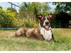 Adopt Trixie a Brindle - with White Hound (Unknown Type) / Border Collie / Mixed