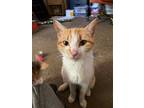 Adopt Opera a Orange or Red (Mostly) Domestic Shorthair / Mixed (short coat) cat