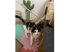 Adopt Marzipan a Calico or Dilute Calico Domestic Shorthair / Mixed (short coat)