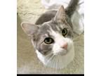 Adopt Nix a Gray or Blue (Mostly) Domestic Shorthair / Mixed (short coat) cat in
