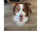 Adopt Laddie a Brown/Chocolate - with White Australian Shepherd / Mixed dog in