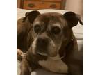 Adopt Mabel a Brindle Boxer / Mixed dog in Costa Mesa, CA (37938783)