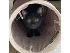 Adopt Chico a All Black Domestic Shorthair / Mixed cat in Garner, NC (38035454)