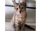 Adopt Dua Lipa a Tortoiseshell Domestic Mediumhair / Mixed cat in Garner
