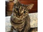 Adopt Laney a Brown Tabby Domestic Mediumhair / Mixed cat in Garner