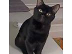 Adopt Nars a All Black Domestic Shorthair / Mixed cat in Garner, NC (37871934)