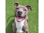 Adopt Dora a Gray/Silver/Salt & Pepper - with White Pit Bull Terrier / Mixed dog