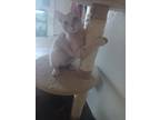 Adopt Goose a Orange or Red Domestic Shorthair / Mixed (short coat) cat in