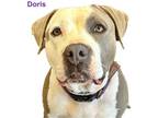 Adopt Doris a Gray/Silver/Salt & Pepper - with Black Staffordshire Bull Terrier