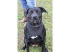 Adopt Lilly Coteau a Black Terrier (Unknown Type, Medium) / Mixed dog in