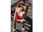Adopt Bowen in Heathsville VA a Brown/Chocolate Terrier (Unknown Type