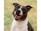 Adopt Ethel a Black - with White Pit Bull Terrier / Mixed dog in Richmond