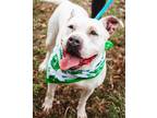 Adopt Zucchini a White Pit Bull Terrier / Mixed dog in Richmond, VA (37818453)