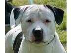 Adopt Pongo in Gloucester VA a White - with Black Pit Bull Terrier / Mixed dog