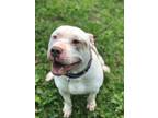 Adopt Odin in Richmond VA a Tan/Yellow/Fawn - with White Pit Bull Terrier /