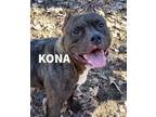 Adopt Kona in Heathsville VA a Brindle Pit Bull Terrier / Mixed dog in Richmond